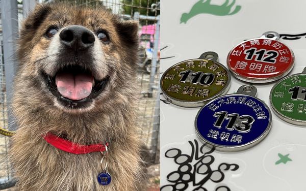 d7435756 ▲揪團20隻犬貓「新北到府施打疫苗」 2024絕美「寶石藍頸牌」登場。(圖/新北市動保處提供)