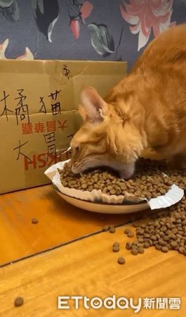 d7435840 ▲▼挖土機橘貓。(圖/飼主洪獻棠提供)