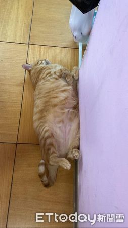 d7435841 ▲▼挖土機橘貓。(圖/飼主洪獻棠提供)