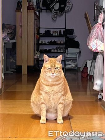 d7435842 ▲▼挖土機橘貓。(圖/飼主洪獻棠提供)