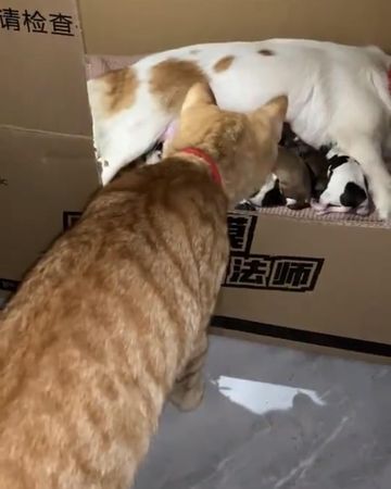 ▲▼ 橘貓狗狗。（圖／翻攝自微博@拉布拉蝶兒）