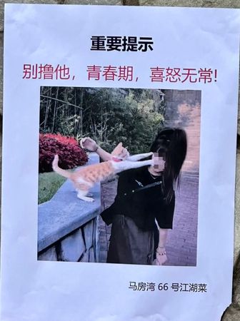 ▲叛逆小貓讀牆上紙條！「發現自己被通緝」氣炸　10字提醒笑噴萬人。（圖／翻攝自小紅書／小棠慢吞吞）