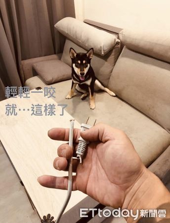 d7437103 ▲▼開鏡頭見「滿地黃金海」以為狗烙賽!媽仔細看苦笑:到底養了什麼。(圖/臉書粉專「雙柴柴的肉肉日記 」提供)