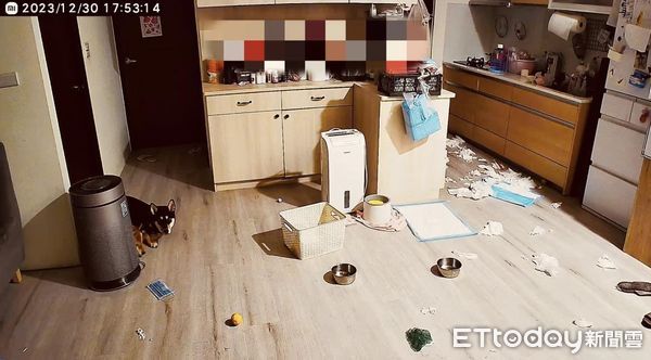 d7437106 ▲▼開鏡頭見「滿地黃金海」以為狗烙賽!媽仔細看苦笑:到底養了什麼。(圖/臉書粉專「雙柴柴的肉肉日記 」提供)
