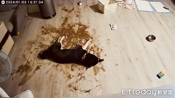 d7437107 ▲▼開鏡頭見「滿地黃金海」以為狗烙賽!媽仔細看苦笑:到底養了什麼。(圖/臉書粉專「雙柴柴的肉肉日記 」提供)