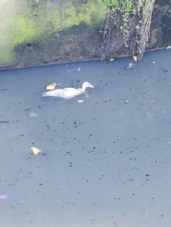 ▲以為是「髒兮兮絨毛玩具」遭丟棄在河岸　她走近看嚇到：活生生的。（圖／新北市動保處提供）