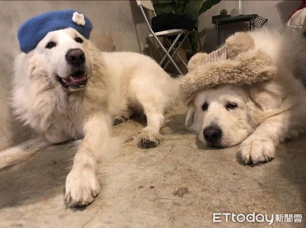 ▲▼飼主將服刑...2隻年邁大白熊犬「等不到主人出獄」　她幫忙找新家。（圖／網友林寶鈴提供）