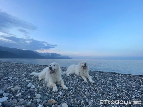 ▲▼飼主將服刑...2隻年邁大白熊犬「等不到主人出獄」　她幫忙找新家。（圖／網友林寶鈴提供）