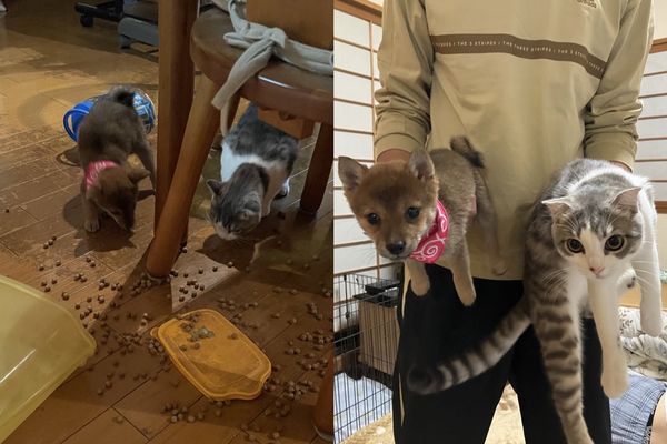 ▲小柴犬和貓聯手犯案！打翻飼料桶「猛吃自助餐」　被抓包還裝無辜。（圖／翻攝自X／shiba_nana7）