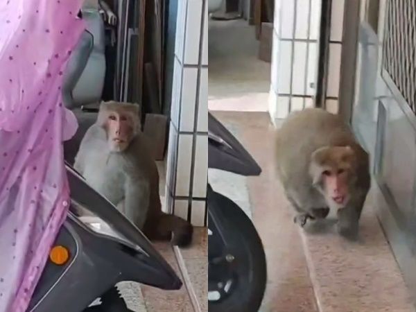 d7437885 ▲▼酸高雄猴子「好肥喔」被聽到 他在街上被狂追:對不起對不起。(圖/翻攝爆料公社)