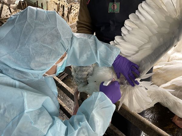 ▲▼台獸醫傳染病研究登國際舞台　防堵「人畜共通」病毒守護健康。（圖／新北市政府提供）