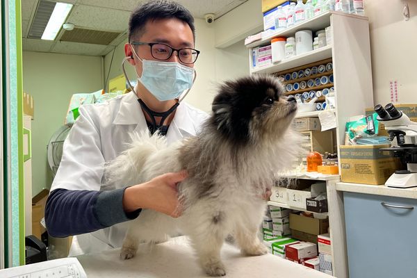 ▲▼台獸醫傳染病研究登國際舞台　防堵「人畜共通」病毒守護健康。（圖／新北市政府提供）