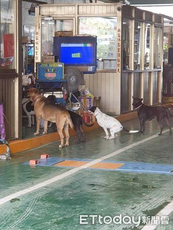 ▲▼ 「黑臉筋剛芭比」米克斯肌肉滿滿　體格健壯媽困惑：養袋鼠的感覺(妮妮)。（圖／網友朱小姐提供，請勿隨意翻拍，以免侵權。）