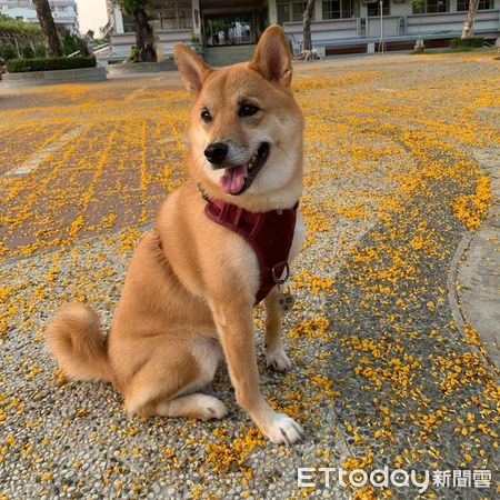 ▲▼柴犬「牛奶」。（圖／網友陳夏寧提供，請勿隨意翻拍，以免侵權。）