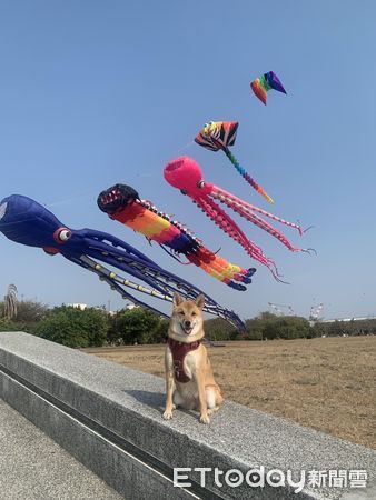 ▲▼柴犬「牛奶」。（圖／網友陳夏寧提供，請勿隨意翻拍，以免侵權。）