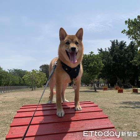 ▲▼柴犬「牛奶」。（圖／網友陳夏寧提供，請勿隨意翻拍，以免侵權。）