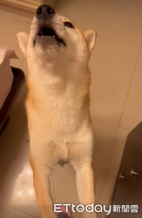 ▲▼柴犬「Kiki」。（圖／網友Lan Lan提供，請勿隨意翻拍，以免侵權。）