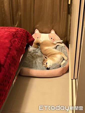 ▲▼柴犬「Kiki」。（圖／網友Lan Lan提供，請勿隨意翻拍，以免侵權。）