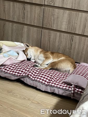 ▲▼柴犬「Kiki」。（圖／網友Lan Lan提供，請勿隨意翻拍，以免侵權。）