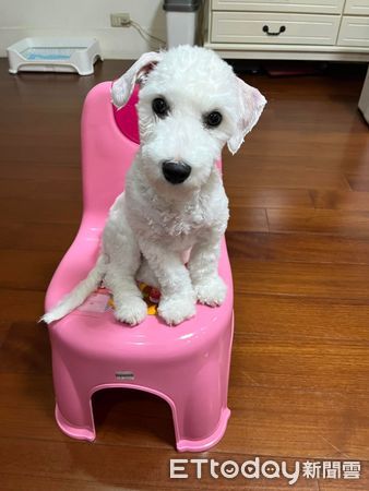 ▲▼比熊犬剃完毛「以為養到史努比」　媽見超長嘴巴笑噴：正常的嗎。（圖／飼主柳小姐提供）