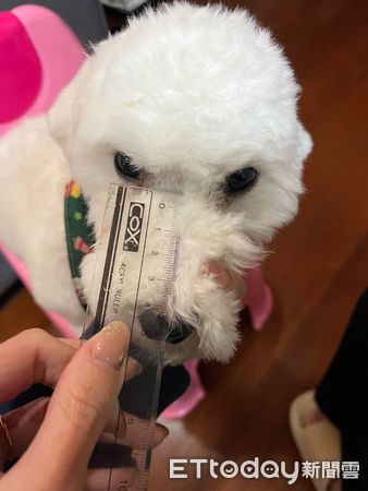 ▲▼比熊犬剃完毛「以為養到史努比」　媽見超長嘴巴笑噴：正常的嗎。（圖／飼主柳小姐提供）