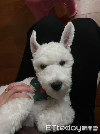 ▲▼比熊犬剃完毛「以為養到史努比」　媽見超長嘴巴笑噴：正常的嗎。（圖／飼主柳小姐提供）