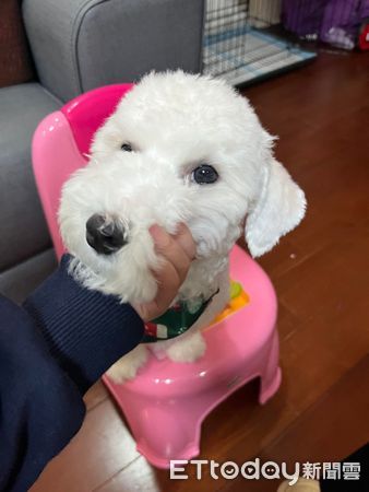 ▲▼比熊犬剃完毛「以為養到史努比」　媽見超長嘴巴笑噴：正常的嗎。（圖／飼主柳小姐提供）