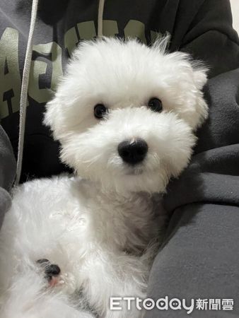 ▲▼比熊犬剃完毛「以為養到史努比」　媽見超長嘴巴笑噴：正常的嗎。（圖／飼主柳小姐提供）
