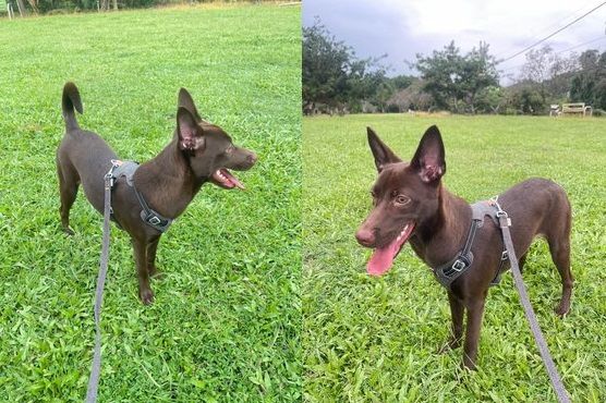 毛毛你在哪。（圖／飼主連小姐提供）