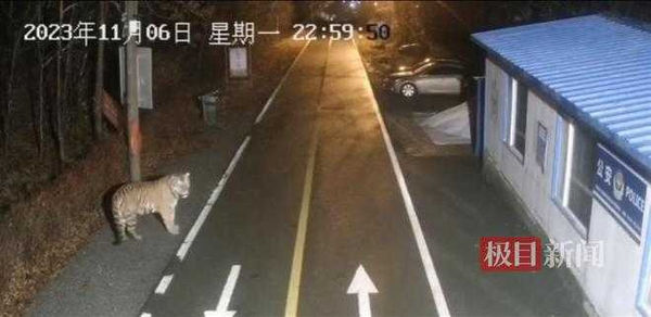 d7439587 礦區凌晨驚現東北虎…前爪帶血「疑咬死一隻狗」 工作人員回應了