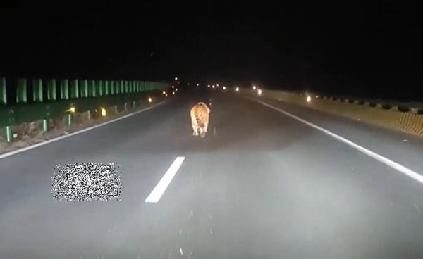 ▲國道驚見「野生東北虎」深夜慢跑　駕駛目擊嚇壞：第一次看見。（圖／翻攝自微博）