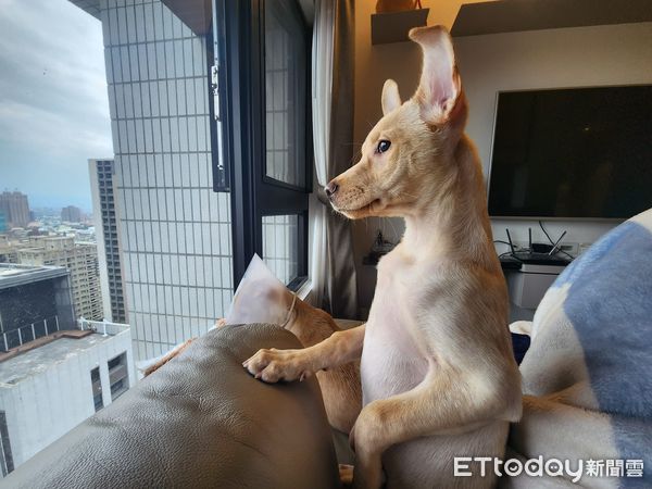 ▲明明認養2隻米克斯「長大變袋鼠、巨牛蛙」　媽揉眼：常常有錯覺（圖／網友Tracy提供，請勿隨意翻拍，以免侵權。）