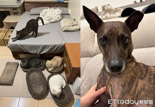 d7441583 ▲貓母女失蹤 阿公翻廁所見「馬桶無辜身影」嚇到:原來可以擠2隻。(圖/飼主沈白白提供)