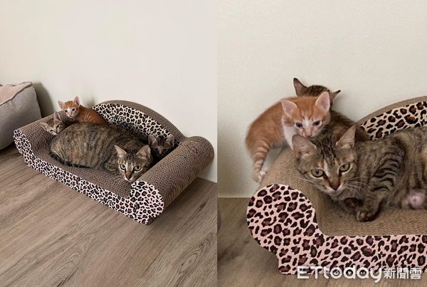 d7441587 ▲貓母女失蹤 阿公翻廁所見「馬桶無辜身影」嚇到:原來可以擠2隻。(圖/飼主沈白白提供)