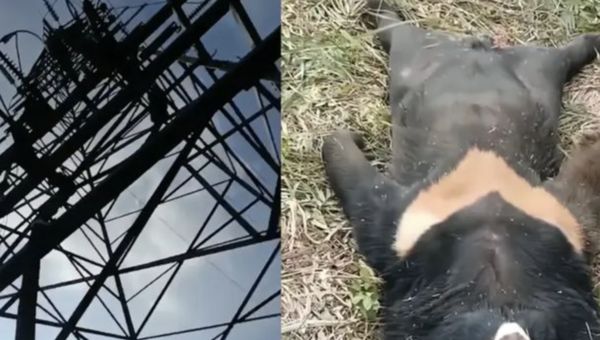 d7441599 ▲▼村子突跳電 大黑熊「爬高壓電塔」遭電死。(圖/翻攝微博)