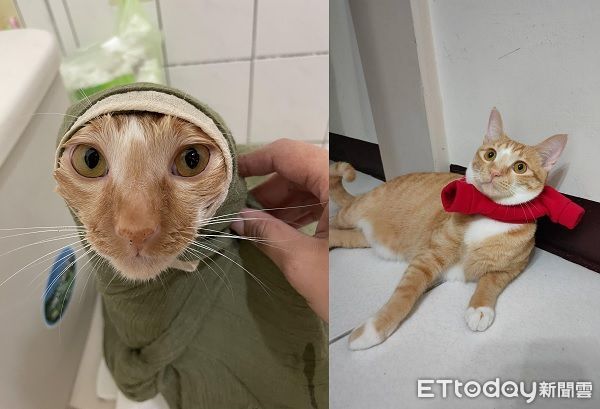 ▲▼洗澡時間到！橘白貓沖澡「舒服到瞇眼」　乖坐蓮蓬頭下6千人羨慕。（圖／網友較小賀授權提供）