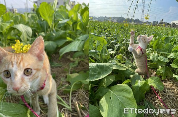 ▲▼洗澡時間到！橘白貓沖澡「舒服到瞇眼」　乖坐蓮蓬頭下6千人羨慕。（圖／網友較小賀授權提供）