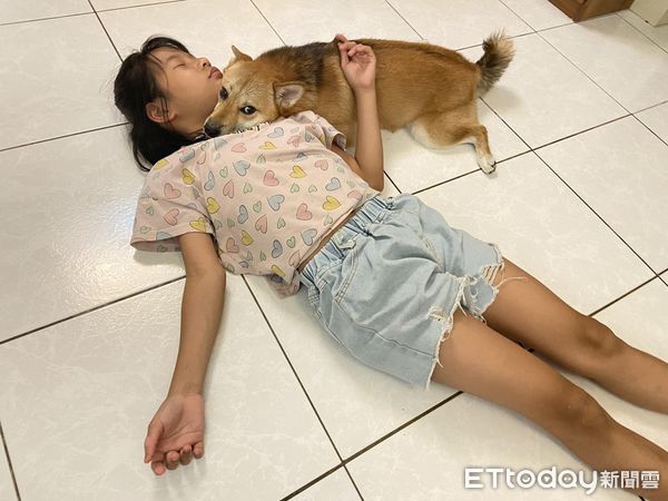 ▲驚見小主人昏倒！柴柴一秒跑去「饋頭撒嬌」　阿母傻眼：測試失敗（圖／網友李小姐提供，請勿隨意翻拍，以免侵權。）