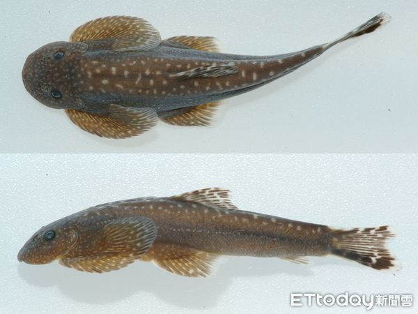 ▲玉山園區首次發現台灣特有新種淡水魚類「玉山間爬岩鰍」。（圖／玉山國家公園管理處提供）