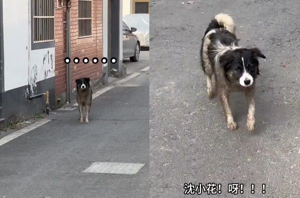 ▲▼路邊嘲笑滿身泥髒狗「這誰家的？」　認出是自家愛犬她崩潰慘叫。（圖／翻攝自微博）