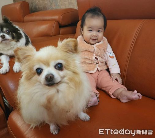 ▲診療台翻肚肚！21歲吉娃娃炫耀「全黑健檢報告」　飼主曝照顧秘訣。（圖／飼主Dudu Wawa Hsu提供）