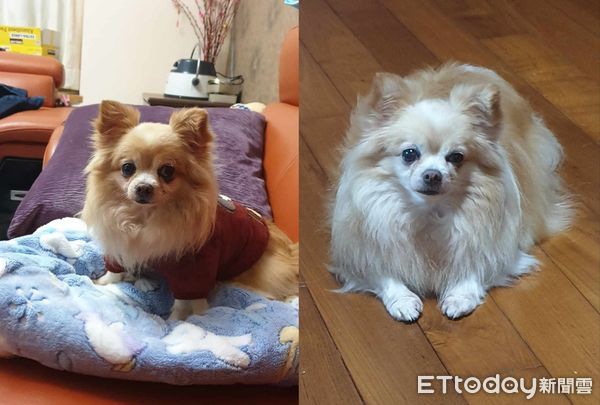 ▲診療台翻肚肚！21歲吉娃娃炫耀「全黑健檢報告」　飼主曝照顧秘訣。（圖／飼主Dudu Wawa Hsu提供）