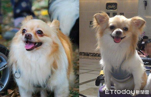 ▲診療台翻肚肚！21歲吉娃娃炫耀「全黑健檢報告」　飼主曝照顧秘訣。（圖／飼主Dudu Wawa Hsu提供）
