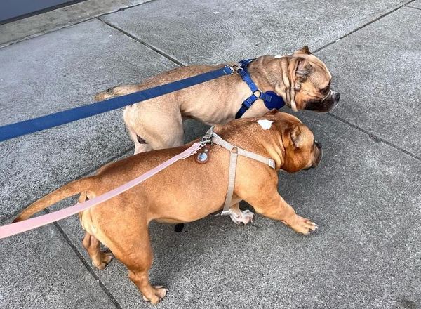 ▲3年前救出惡霸犬！廢車場又見「長很像的狗」　DNA一驗看哭領養人。（圖／翻攝自Instagram／lucyandronnie）