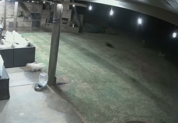 d7442524 ▲▼小白狗庭院上廁所被郊狼咬傷 黑貓衝出「1打2」勇猛擊退入侵者。(圖/翻攝自YouTube/KCAU-TV Sioux City)