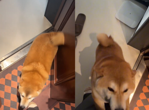 d7442692 柴柴女高音迎門。(圖/翻攝自小紅書@牛牛小犬)