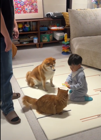 d7442696 柴柴女高音迎門。(圖/翻攝自小紅書@牛牛小犬)