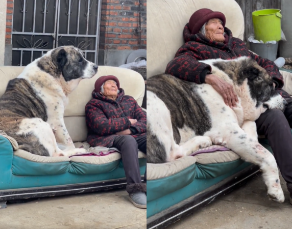 d7443852 奶奶與巨犬。(圖/翻攝自小紅書@祥子中亞猛犬)
