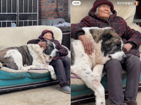 d7443853 奶奶與巨犬。(圖/翻攝自小紅書@祥子中亞猛犬)