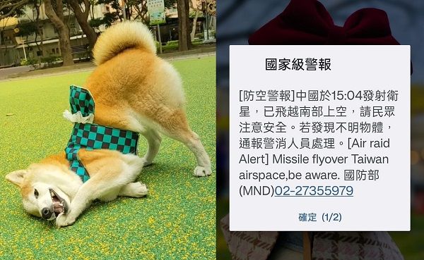 d7444519 ▲▼散步到一半國家級警報狂響!柴柴翹屁股貼地定格 飼主:受驚了。(圖/有點毛毛的/網友陳房子提供)